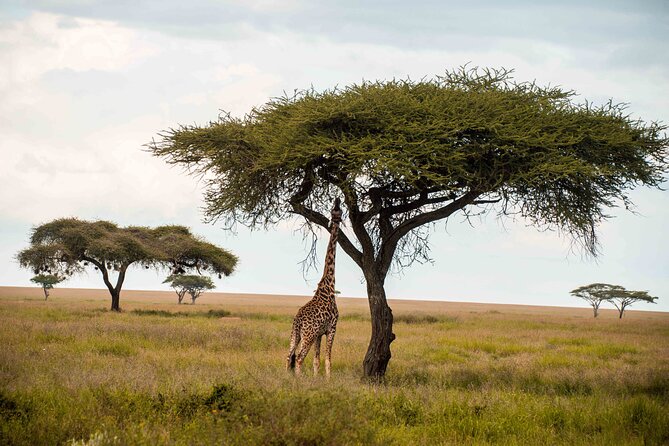 12 Days Best Of Kenya and Tanzania Safari - Luxury - Ngorongoro Crater Exploration