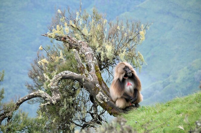 12days Trekking In Simien Mountain & Around Lalibela