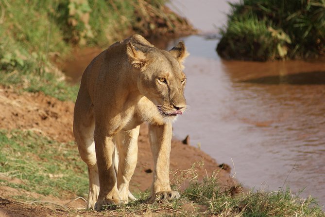 13 Days Kenya Wildlife Safari Trail on 4xx4 Land Cruiser Jeep - Pricing and Booking