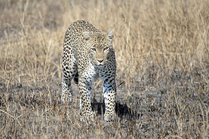 13 Days Ultimate Luxury Safari Tour Tanzania - Transportation Logistics