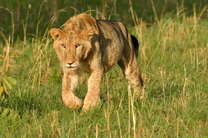 14 Days Uganda Rwanda Primate Tour - What To Expect