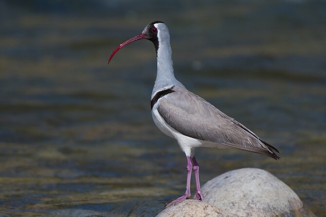 15-Day Bird Watching and Cultural Tour in Bhutan - Inclusions and Exclusions