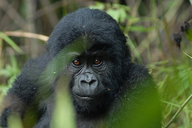 15-Days Around Uganda Safari - Reviews and Testimonials