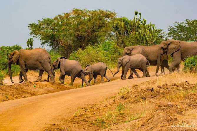 16-Day Photo Tour to Uganda and Tanzania - Itinerary Highlights