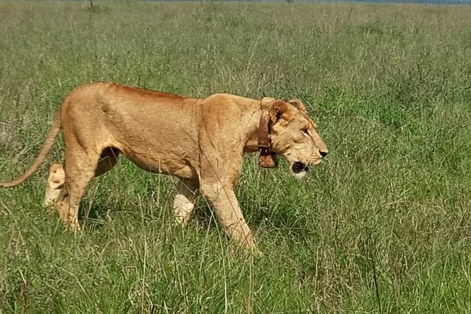 1Day Tour Nairobi Park ,Giraffe Center,Karen Blixxen Guided Tour - Transportation Details