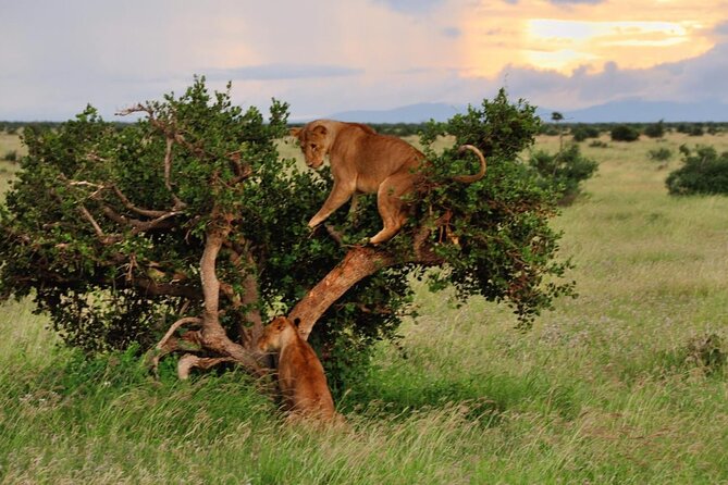 2-Day Private Tour in Masai Mara With Pick up - Weather Considerations