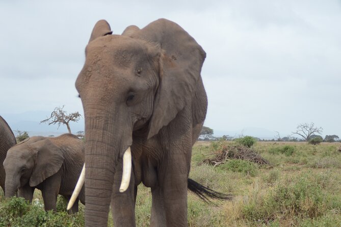 2-Day Safari to Tsavo East and Taita Hills From Diani Beach - Accommodation Details