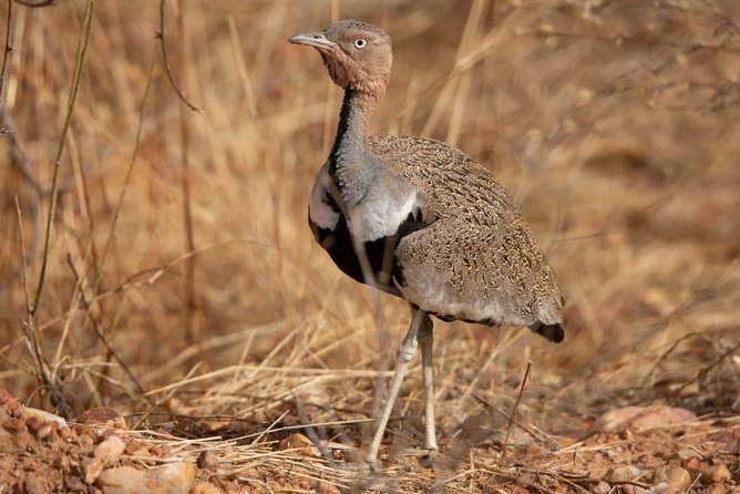 2 Day Selous Wildlife View + Boat + Bushman Walking Safaris - Booking and Cancellation Policy
