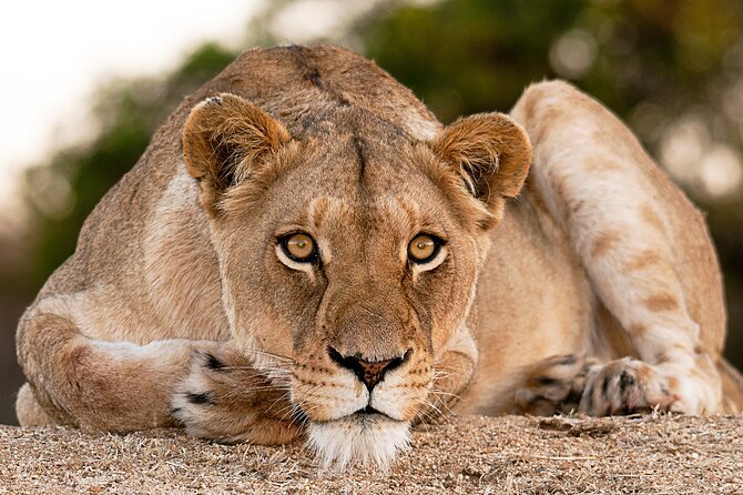 2-Day Sublime Safari to Tarangire and Ngorongoro Safari - What To Expect