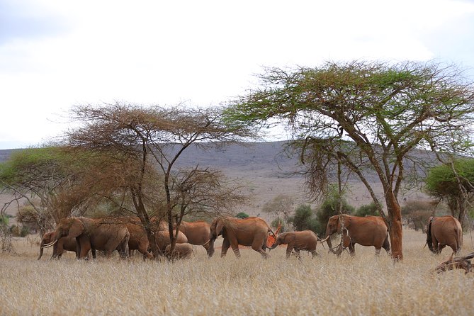 2-Day Taita Hills Safari - From Mombasa