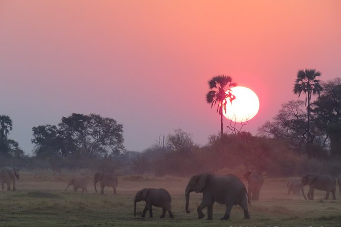 2 Day Wilderness Trail: Okavango Delta and Moremi - Camping Safari - Cancellation Policy