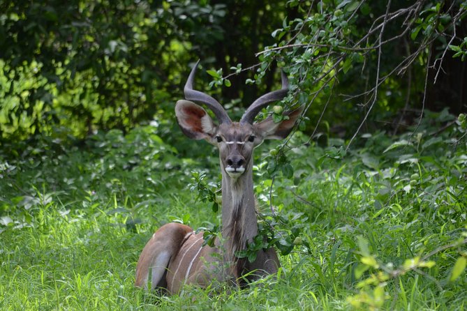 2 Days 1 Night Mikumi National Park From Dar Es Salaam - Accessibility Information