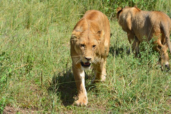 2 Days 1 Night Northern Joining Safari Private Tour - Pricing Information