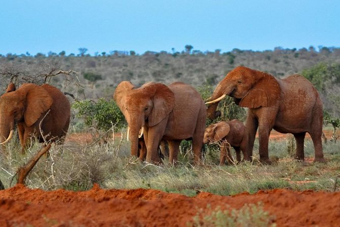 2 Days (1 Night) Red Elephant Special - Booking Confirmation and Accessibility