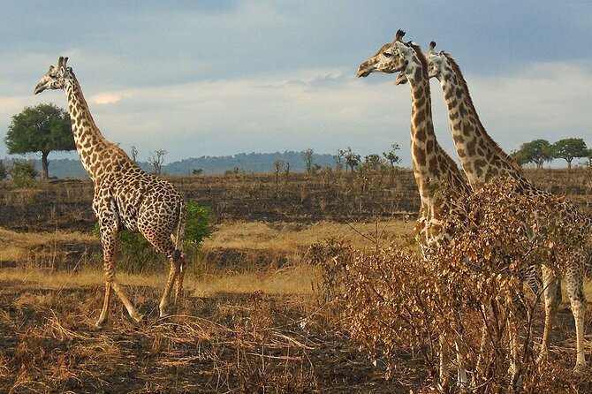2 Days /1 Night Safari to Mikumi - Inclusions and Exclusions