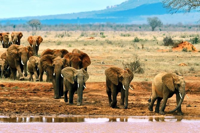 2 Days (1 Night); Tsavo East & Saltlick Safari: - Additional Information