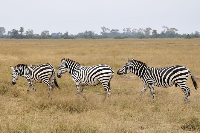 2 Days Amboseli Getaway Trip - Logistics Details