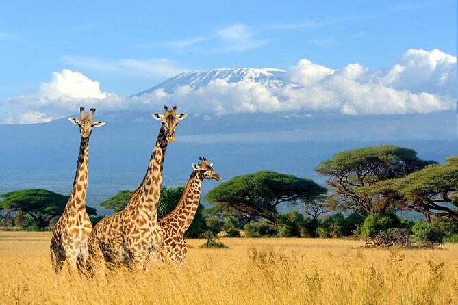 2 Days Amboseli National Park Safari Escape With Kentau - What To Bring