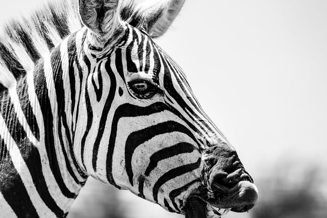 2 Days Amboseli Park Overnight Private Safari - Inclusions and Exclusions