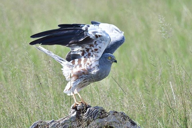 2 Days Amboseli Private Safari - Additional Info
