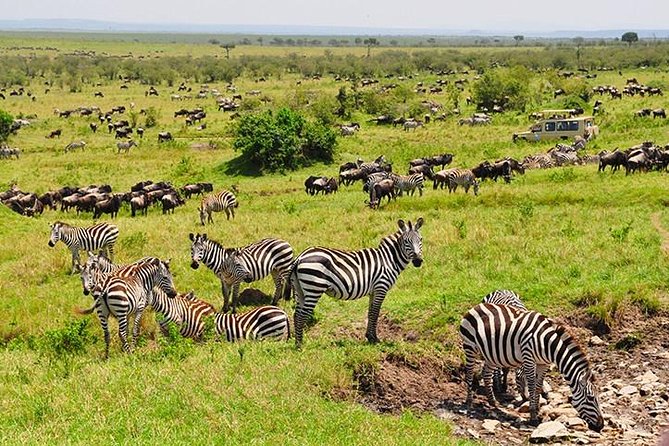 2 Days Awe-Inspiring Safari in Maasai Mara National Reserve, Kenya - Transportation Logistics