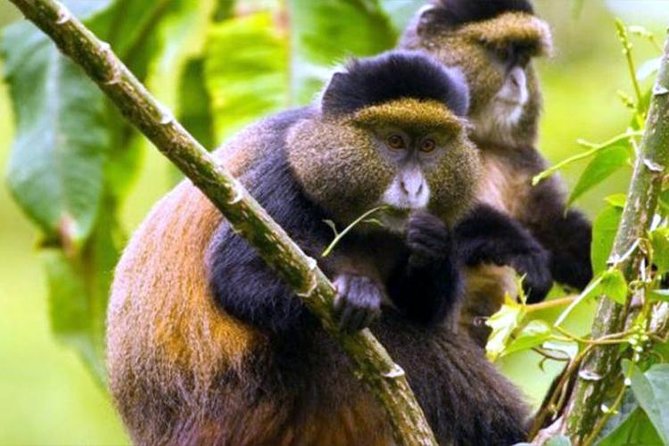 2 Days Chimpanzees Trekking Tour and Canopy Walk Adventure - Transportation Logistics