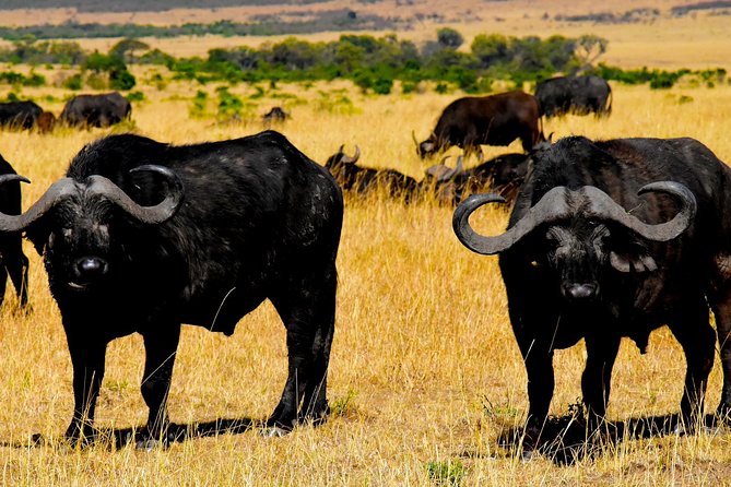2 Days Explore to Tarangire Park, Ngorongoro Crater and Lake Manyara (Comfort) - Comfort Level