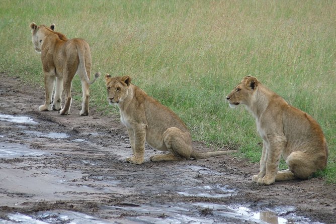 2 Days Lodge Safari. - Pickup and Additional Info