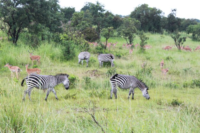 2-Days Mikumi National Park Budget Safari - Expectations and Recommendations