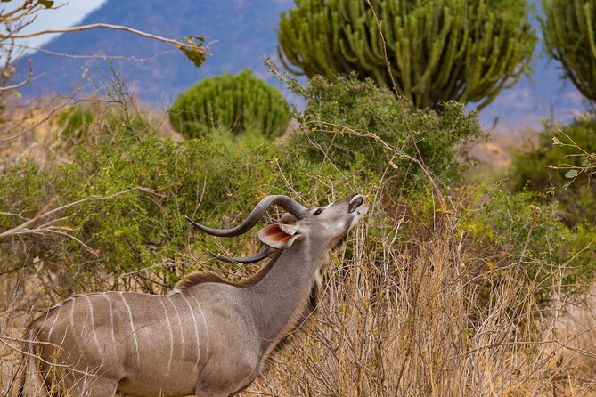 2 Days Mikumi Private Safari From Zanzibar With Accommodation - The Sum Up