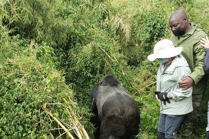 2 Days Mountain Gorilla Safari Rwanda - Meeting and Pickup Details