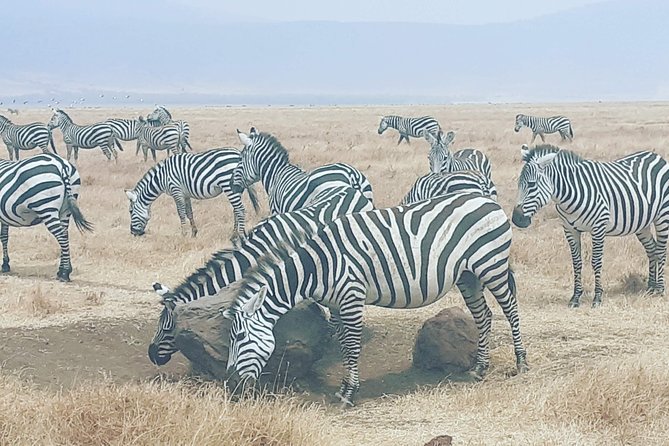 2 Days Ngorongoro & Tarangire From Zanzibar - Tour Details