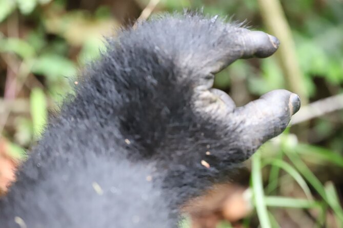 2 Days Private Gorilla Tracking in Uganda From Kigali Rwanda - Exclusions