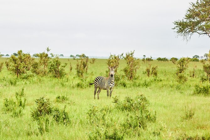 2 Days Private Safari Tour of Mikumi - Pricing Information