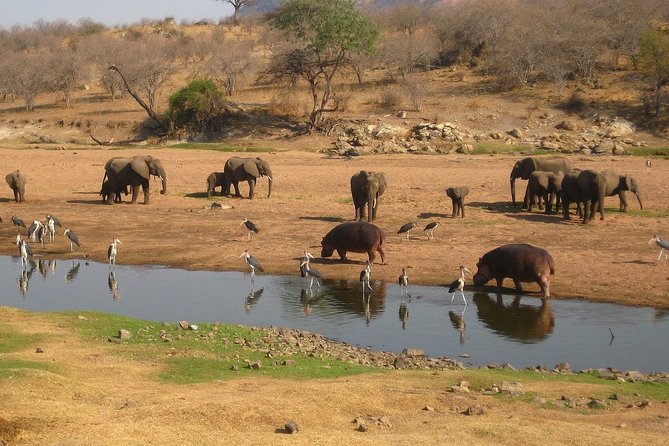 2 Days Ruaha National Park - Reviews and Rating Information