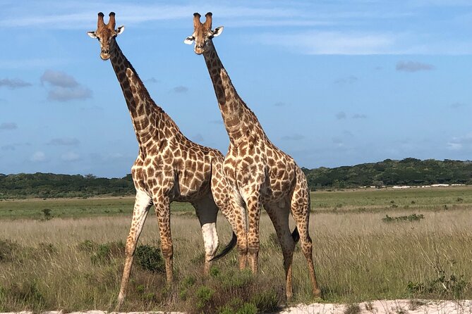 2 Days Safari in Maputo National Park - Accessibility and Health Recommendations
