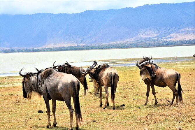 2 Days Safari Through Tarangire NP and Lake Manyara NP - Itinerary Highlights
