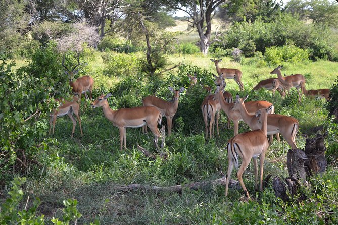 2 Days Taita Hills Saltlick Safari (Minimum 2 Pax) - Group Size and Weather Policy