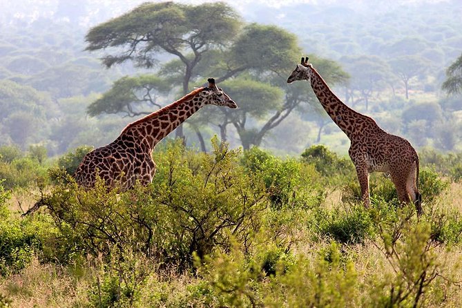 2 Days Tanzania Safari - Meeting and Pickup Details