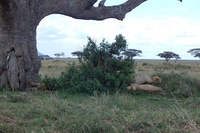2 Days Tarangire and Ngorongoro Crater Tour - Additional Information