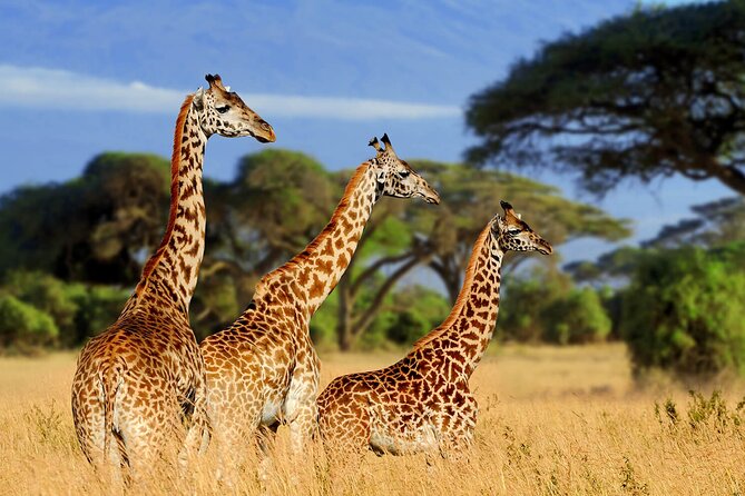 2 Days Tarangire and Ngorongoro Group Tour - Group Tour Experience
