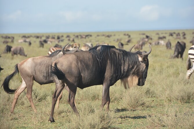2 Days Tour From Zanzibar to Nyerere National Park (Selous GR) - Tour Activities