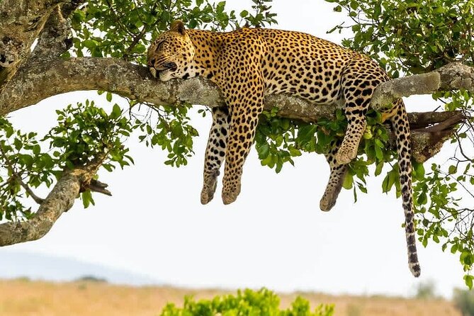 2 Days Tour Tarangire & Ngorongoro - Whats Included