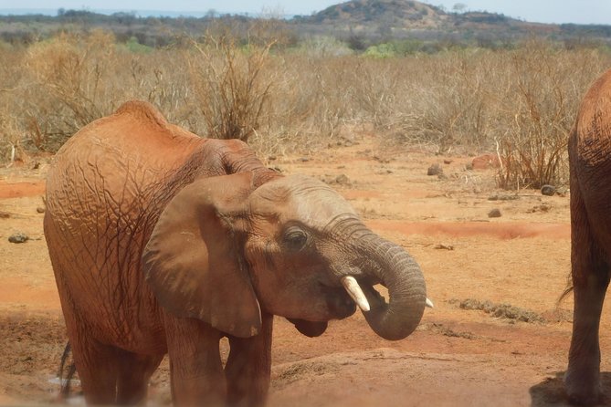 2 Days Tsavo East and Saltlick - Safari Experience