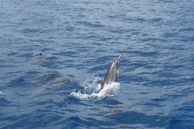 2-Hour Dolphin Excursion in Mauritius - Directions