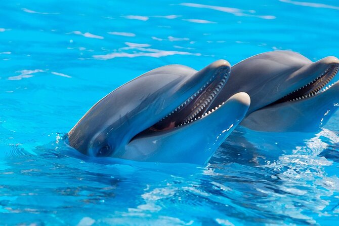 2-Hour Dolphin Sunset Tour From Giardini Naxos - Customer Reviews