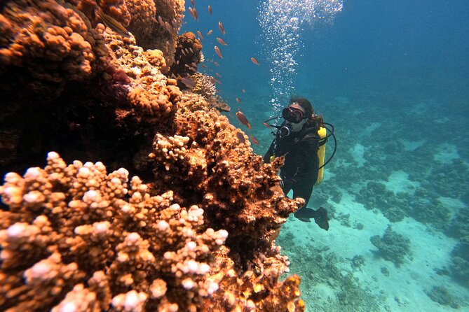 2-Hour Private Scuba Experience in Aqaba - Reviews and Meeting Details