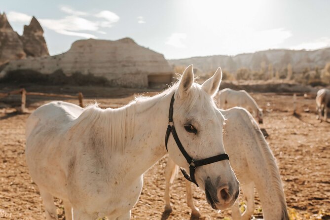 2 Hours Horse Riding Tour in Red and Rose Valley - Price