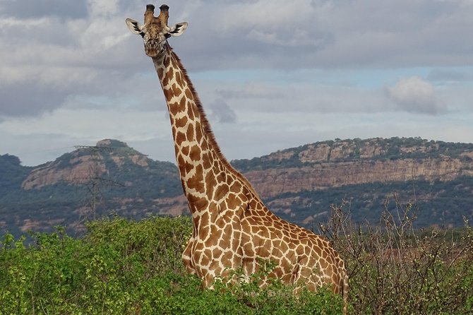 2 Nights Tsavo West Ngulia Safari Lodge and Tsavo East Voi Safari Lodge - Pricing and Booking Information