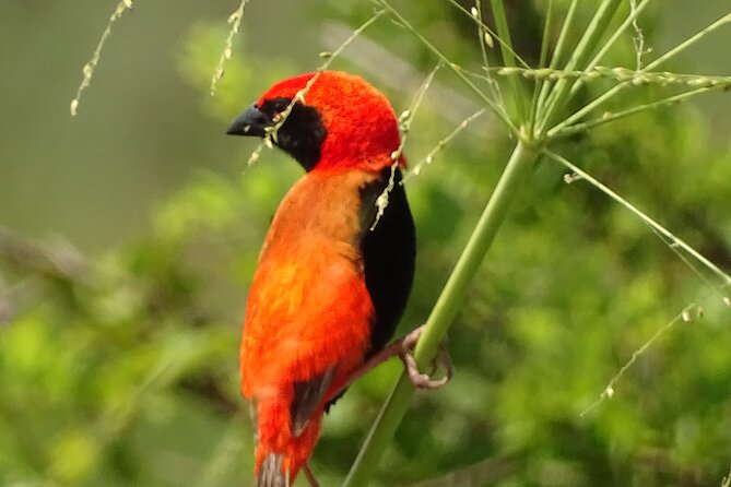 2days Spectacular Tanzania Safari - Additional Information and Reviews